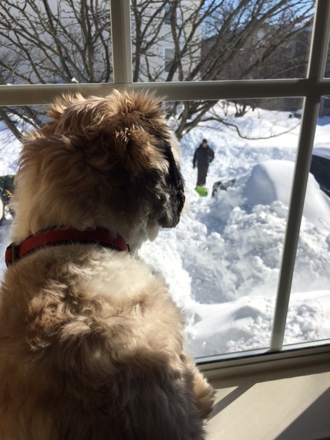 Teddy checking out the snow (Elizabeth, Virginia)
